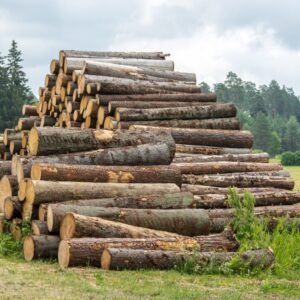 Large pile of logs close-up on the background of the forest and the old barn Stammholz – Fichte – Bild 1