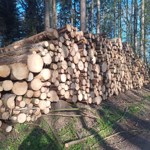 Design-sans-titre-100.png Stammholz – Nadelholz – Bild 1